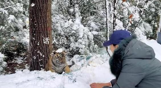 女生和虎寶寶玩雪 老虎無還手之力