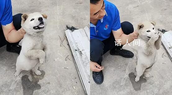 狗狗偷咬主人被抓包急忙捂嘴 網(wǎng)友辣評(píng):小狗防住了一個(gè)大嘴巴子