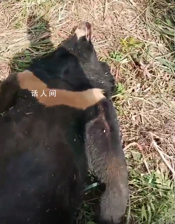 黑熊爬上高壓電塔觸電死亡 黑熊遺體已交森林公安無人員受傷