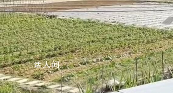 深圳一村因火災頻繁禁止居民種菜 通知屬實