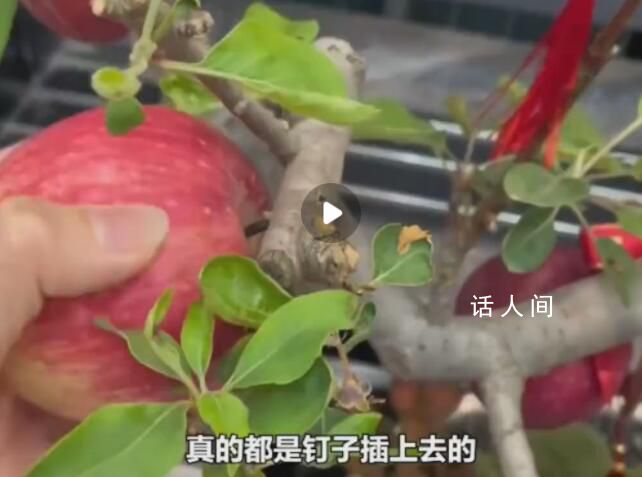 花488買了盆假蘋果盆栽 每顆蘋果都是用釘子釘上去的