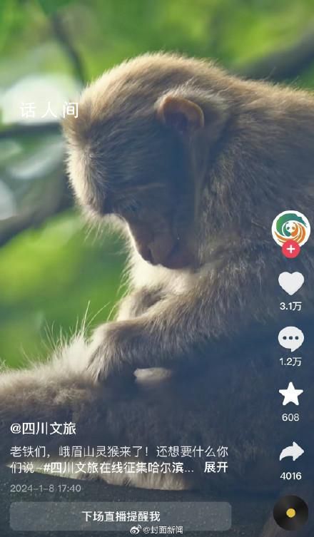 峨眉山回應將靈猴回禮“爾濱” 在和相關部門對接