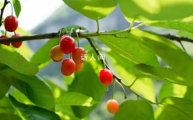 價(jià)格差5倍 櫻桃和車?yán)遄佑惺裁磪^(qū)別