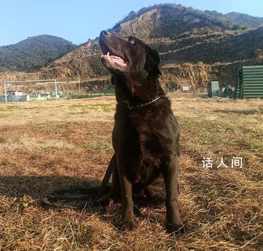 浙江5條退役警犬找領養 最小7歲最大11歲