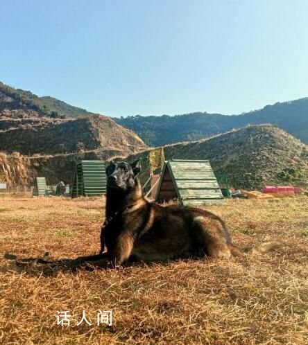 浙江5條退役警犬找領養 最小7歲最大11歲