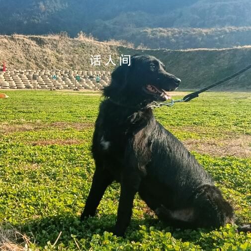 浙江5條退役警犬找領(lǐng)養(yǎng) 最小7歲最大11歲