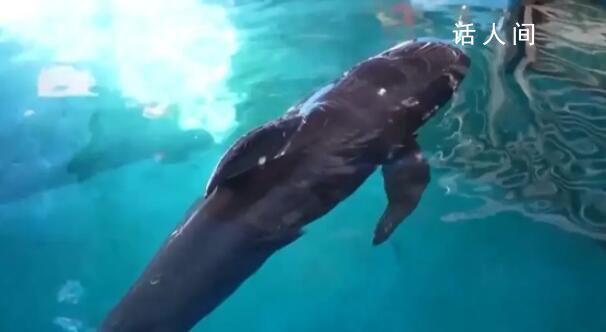 鯨擱淺三亞一天要吃40斤魷魚 希望它盡快回歸大海