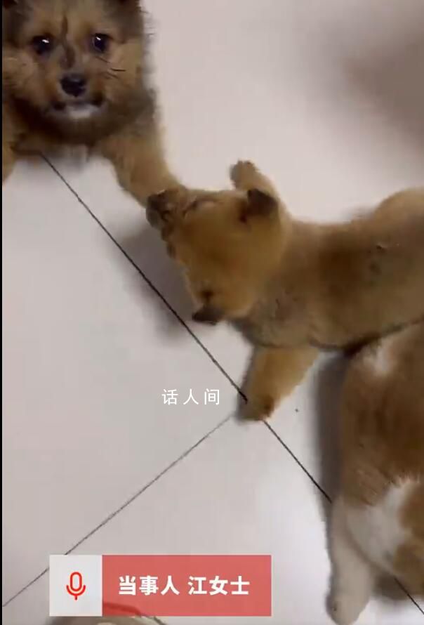 6只剛出生狗仔被人掰斷腿骨 實在是令人發(fā)指