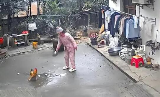 女子經(jīng)過門口被公雞欺負 結(jié)果反轉(zhuǎn)