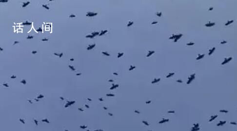 連云港連續(xù)多日出現(xiàn)密密麻麻的鳥類 恍如電影片段