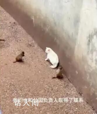 中國小動保關注猴子疑似虐貓事件 與動物園取得聯系請大家耐心等待結果