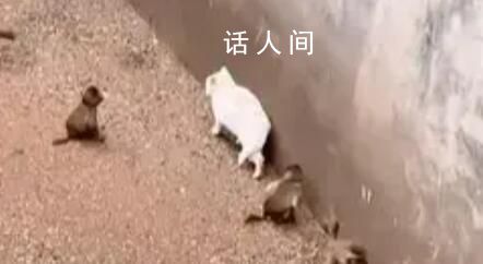 科普作家談昆明動物園猴群與貓共處 猴群大概率會和貓群起沖突