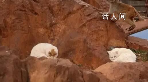 實地探訪昆明動物園轉移貓咪 將把貓移出猴山