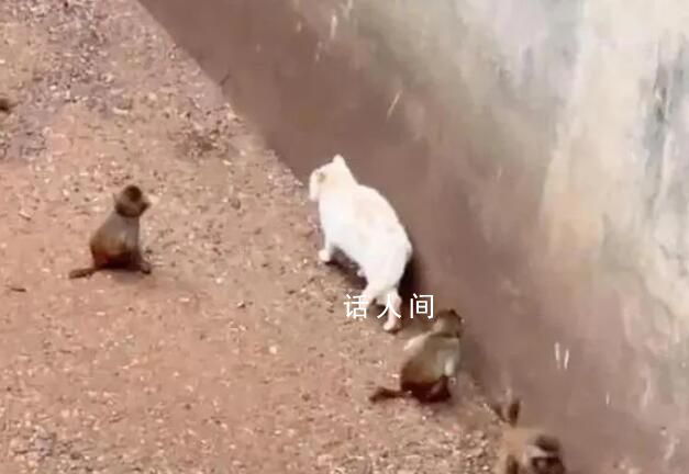 昆明動(dòng)物園:立即誘捕將貓移出猴山