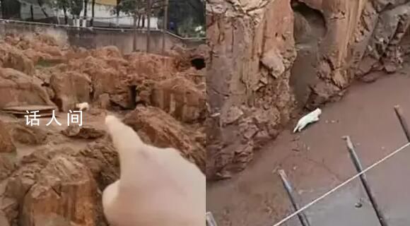 昆明動物園消失1天的貓現身 閉園后將繼續對貓的情況進行確認