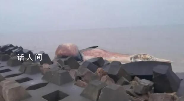 汕頭發(fā)現(xiàn)一具鯨魚尸體 農(nóng)業(yè)部門已前往現(xiàn)場處置