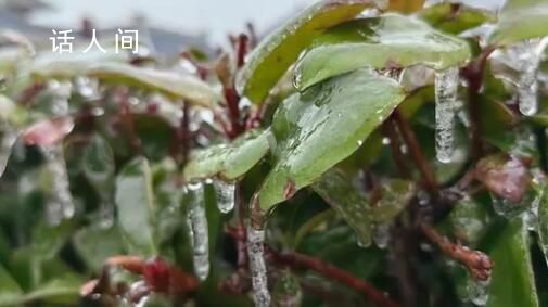 南方多地凍雨 樹(shù)葉車輛“穿冰甲”