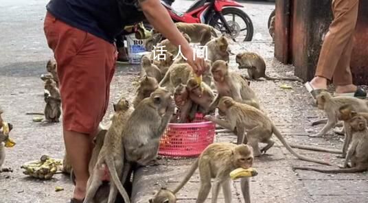 泰國小鎮被3500只猴子占據 商場關門游客和購物者逃離