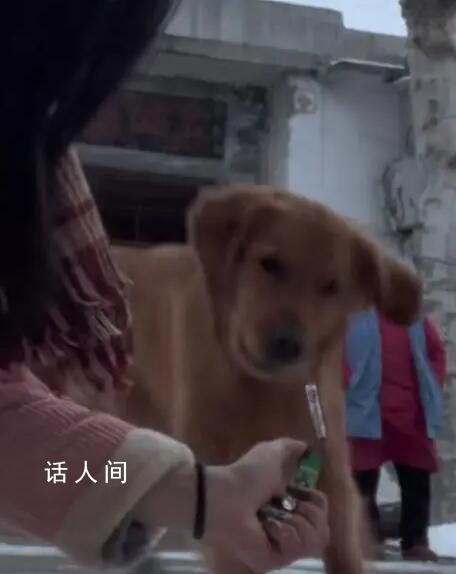 回村的狗子已徹底“癲了” 徹底放飛了自我