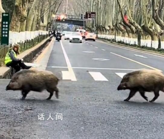 江蘇“野豬獵人”捕1頭賺10000元 2個月內(nèi)需完成30頭的KPI