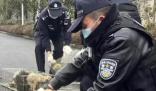 警民接力救助70余只被遺棄小狗 有20余只小狗已被凍死