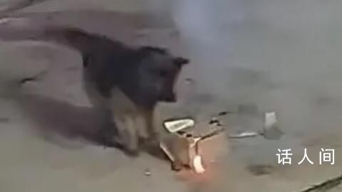 主人院子里放煙花狗狗叼起就跑 狗主人回應(yīng)稱狗狗一切安好