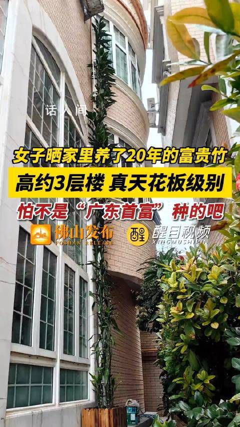 女子家養20年富貴竹 高3層樓超9米