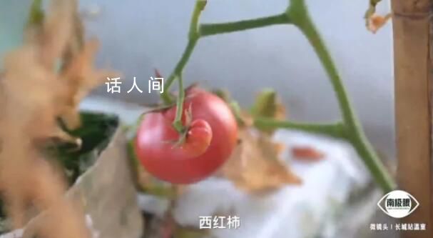 中國人在南極都有種菜大棚 溫室采用無土栽培技術溫度常年保持25度左右