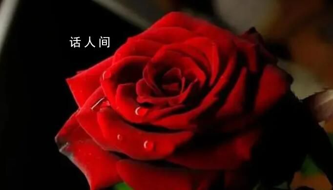 你收到的情人節(jié)玫瑰99%是假的 玫瑰到底是什么?