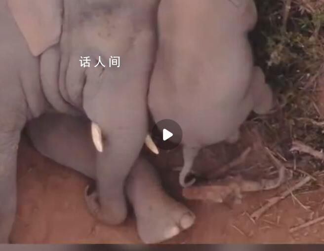 云南野生亞洲象春節(jié)吃出“雙下巴” 象群中小象數(shù)量不斷增多