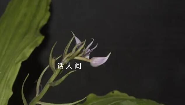 云南發現蘭科新種盈江蝦脊蘭 云南銅壁關保護區發現了一種蘭科植物新物種
