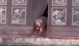 潑猴組團大鬧寺廟偷拿貢品 ，猴子是野生的不好干預
