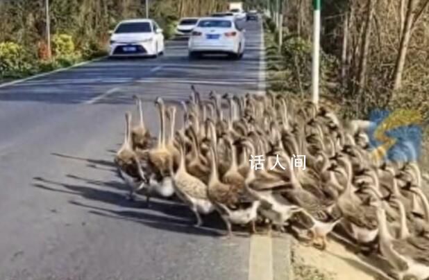 想破頭也不知道堵車原因是800只鵝 生活中充滿了意外和驚喜