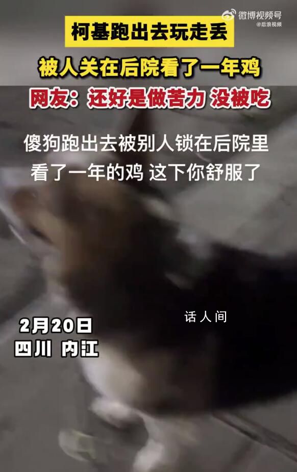 柯基跑丟后被人關(guān)雞棚看了一年雞 覺(jué)得很幸運(yùn)它還在最后帶回家了