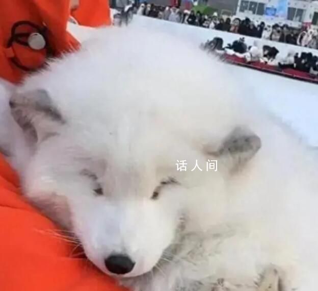 哈爾濱文旅稱白狐合影不合規(guī) 嚴禁動物進入中央大街