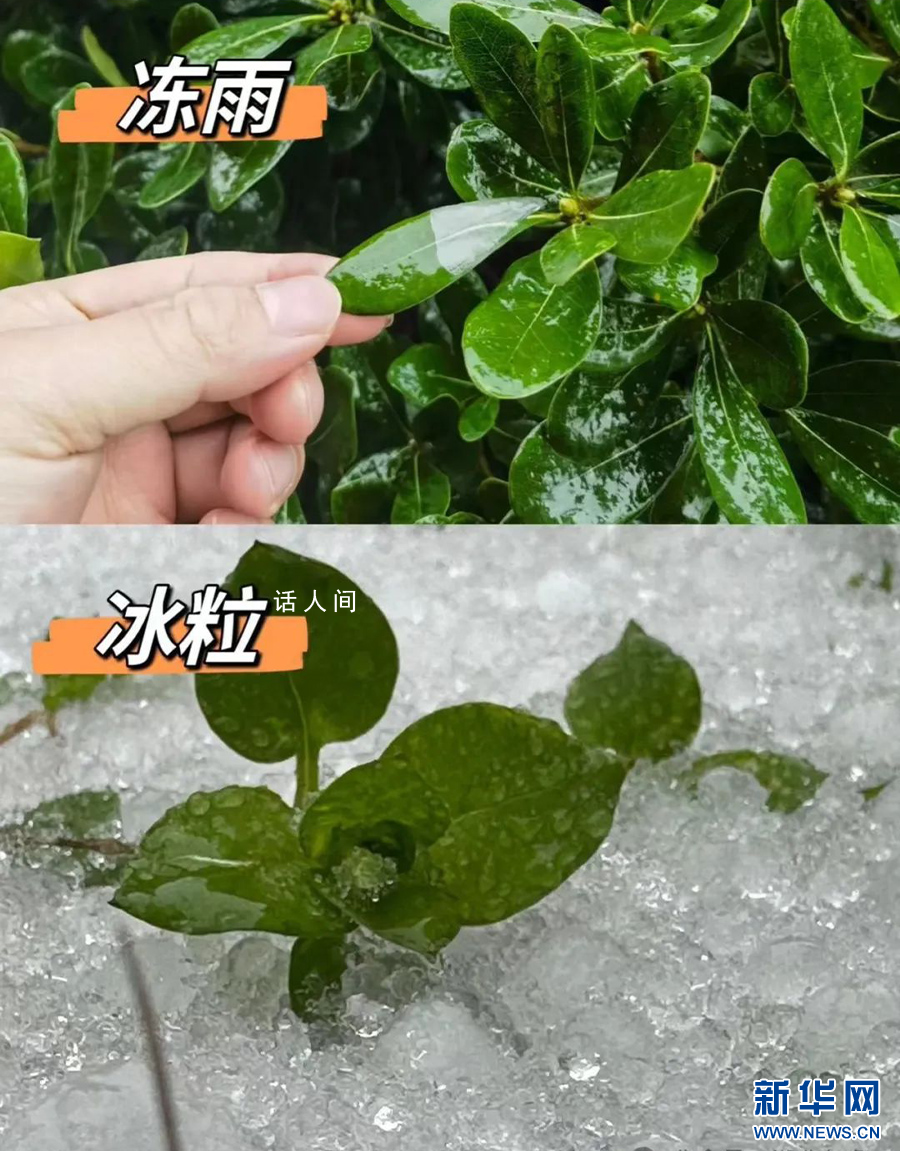 湖北已出現(xiàn)冰粒等七種降水形態(tài) 目前湖北降水相態(tài)類型復(fù)雜