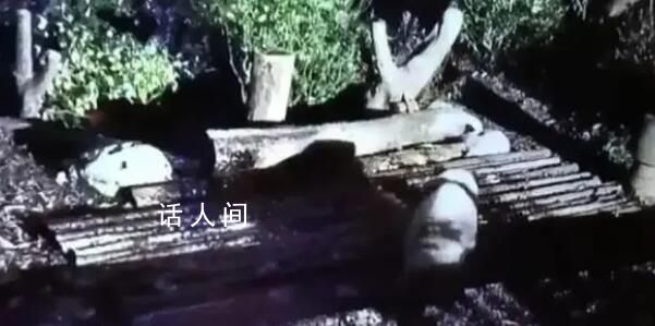 花花被遺忘外場飼養員被解聘 花花身體狀況無異常