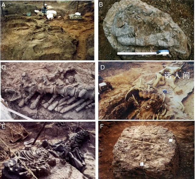貴州發現完整恐龍化石 這是中國龍年的一個恰當發現