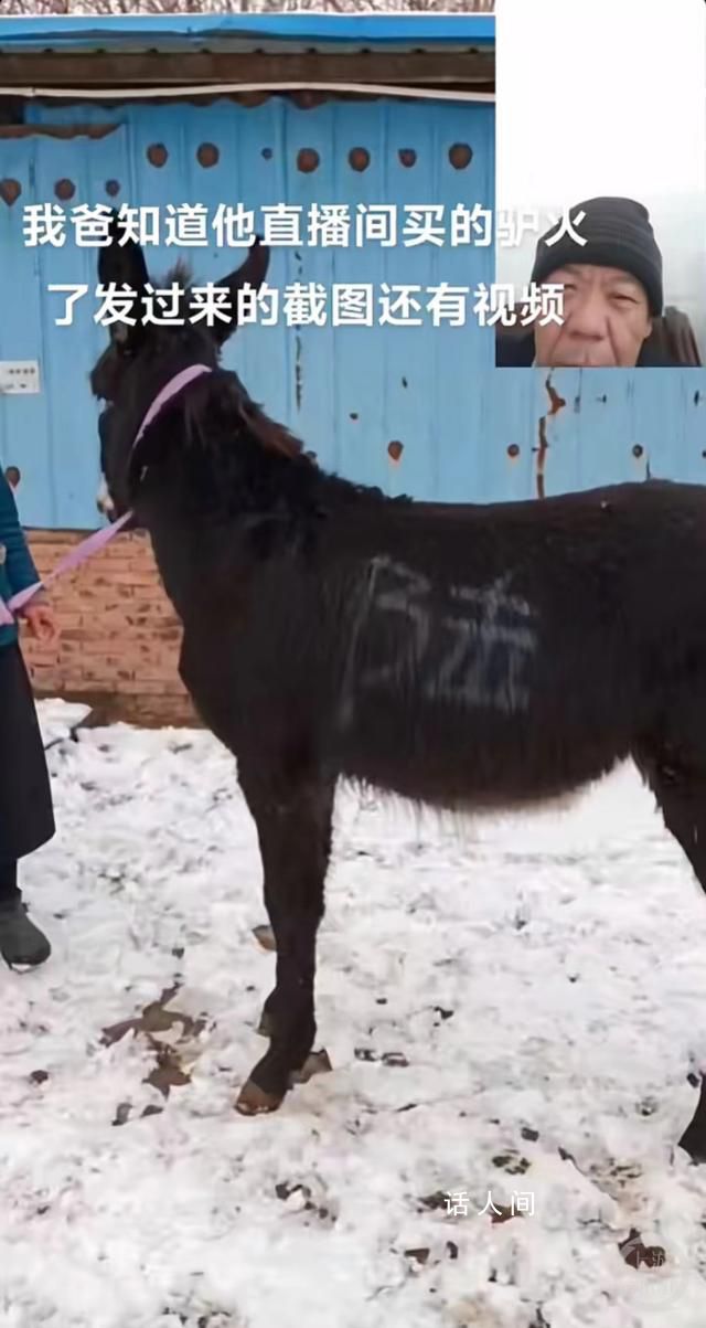山東大哥回應直播間賣活驢 年前確實送了一頭驢到廣西