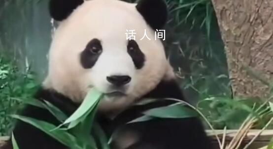 韓國民眾排隊4個小時告別福寶 愛寶樂園游客日均訪問量超過8000人次