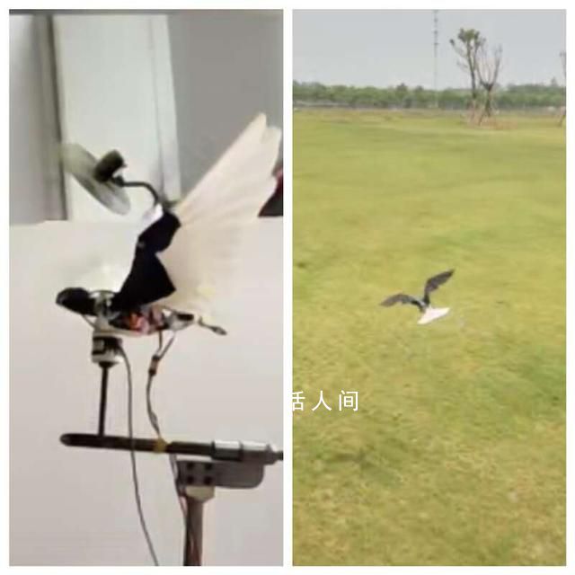 西工大仿生撲翼飛行器亮相 具有目前同類飛行器中最敏捷最像鳥類的飛行動作