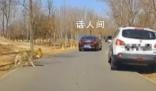女子野生動物園下車狼悄悄靠近 網友立即按喇叭提醒
