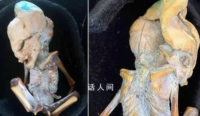 “形似外星人”的木乃伊曝光 具有哺乳動物的特征