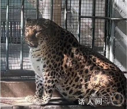 攀枝花公園豹子胖成了“豹警官” 年紀大鍛煉少看起來胖體檢正常
