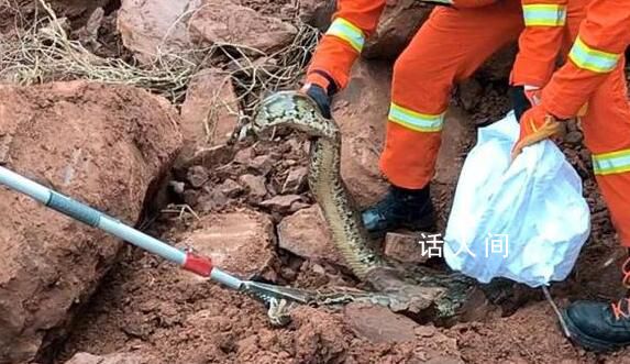 福建龍巖一工地挖出“冬眠”蟒蛇 6名消防救援人員趕赴現場處置