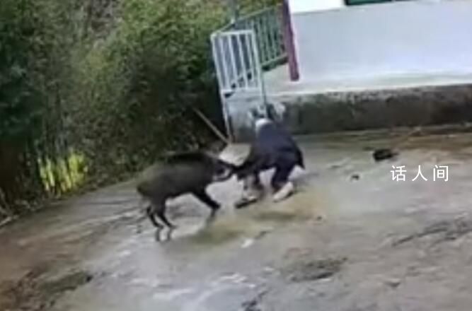 老人與野豬搏斗 被沖倒咬掉鞋子