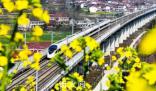 坐著高鐵“慢”賞花 成為今年春游賞花的新時尚