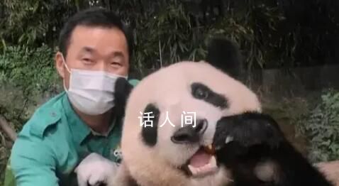 福寶將同姜爺爺一起回國 落戶汶川