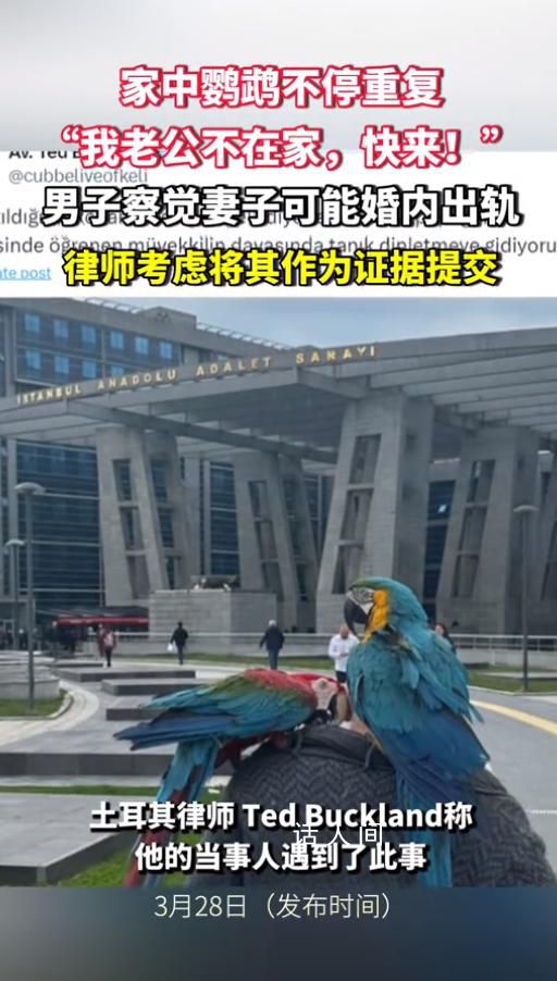 鸚鵡喊老公不在家 男子察覺妻子出軌