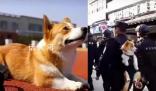 首只柯基警犬訓(xùn)導(dǎo)員:腿短是優(yōu)勢